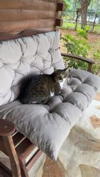 Lost Male Cat last seen Quail Path rd and cox rd, Cocoa, FL 32926