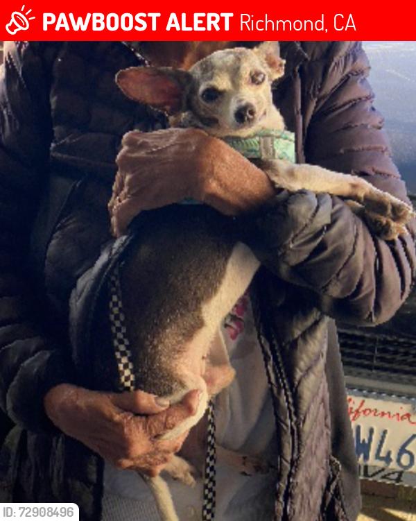 Lost Male Dog last seen 20th  Barrett , Richmond, CA 94801