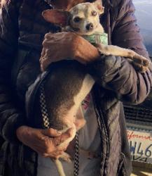Lost Male Dog last seen 20th  Barrett , Richmond, CA 94801