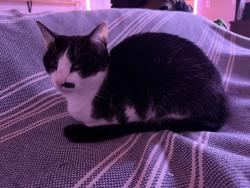 Lost Female Cat last seen Littlewood and Old joneboro, Bristol, TN 37620