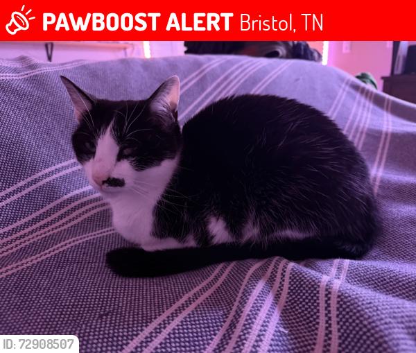 Lost Female Cat last seen Littlewood and Old joneboro, Bristol, TN 37620