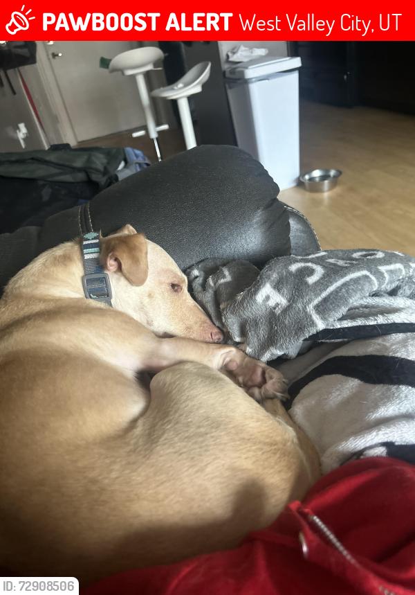 Lost Female Dog last seen On Cochise Drive, West Valley City, UT 84120