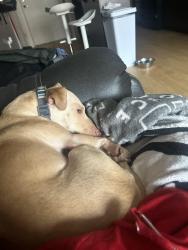 Lost Female Dog last seen On Cochise Drive, West Valley City, UT 84120