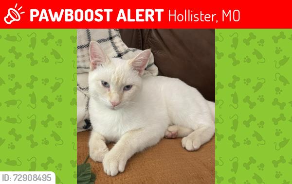 Lost Male Cat last seen State Hwy 265, Hollister and US 65 So, Hollister, MO 65672
