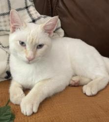 Lost Male Cat last seen State Hwy 265, Hollister and US 65 So, Hollister, MO 65672