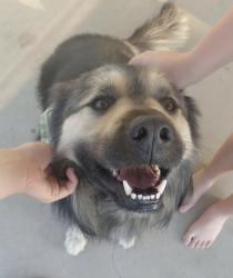 Reunited Unknown Dog last seen Ontario and Silver Oak Drive, Corona, CA 92882