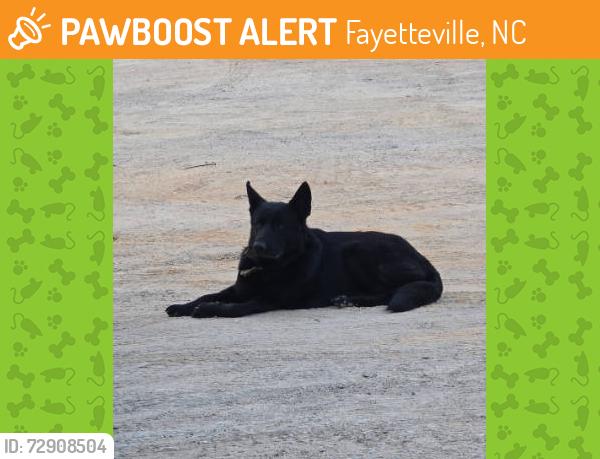 Found/Stray Male Dog last seen Braxton Blvd and McArthur Rd., Fayetteville, NC 28311