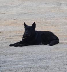 Found/Stray Male Dog last seen Braxton Blvd and McArthur Rd., Fayetteville, NC 28311