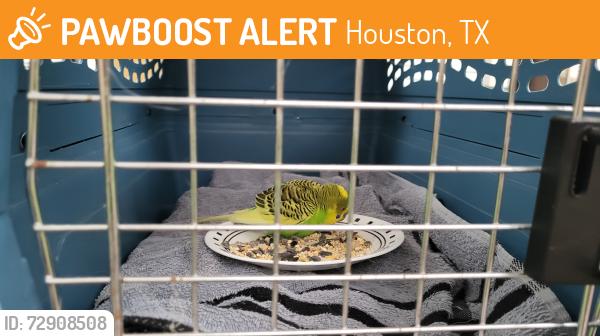 Found/Stray Male Bird last seen McConn st & Pence rd, Houston, TX 77598