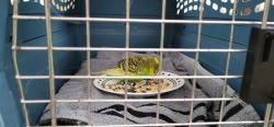 Found/Stray Male Bird last seen McConn st & Pence rd, Houston, TX 77598