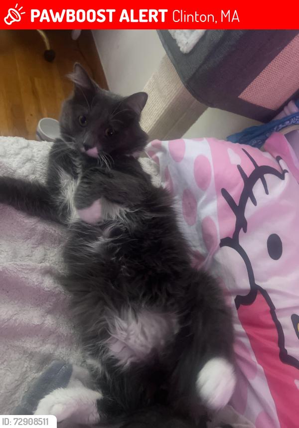 Lost Male Cat last seen Vale park, Clinton, MA 01510