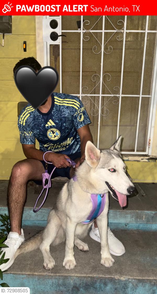 Lost Female Dog last seen Pleasanton rd , San Antonio, TX 78221