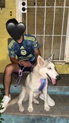 Lost Female Dog last seen Pleasanton rd , San Antonio, TX 78221