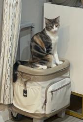 Lost Female Cat last seen Marymount Dr 89506, Reno, NV 89506