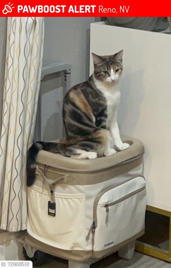 Lost Female Cat last seen Marymount Dr 89506, Reno, NV 89506