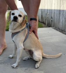Reunited Female Dog last seen Emerald Villas, Cerritos, CA 90623