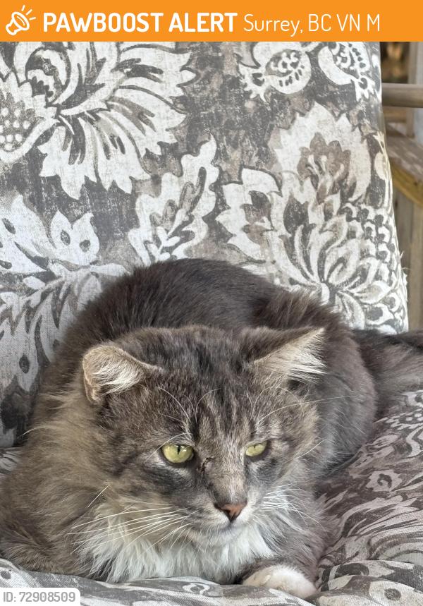 Found/Stray Male Cat last seen 158th and 89 ave surrey, Surrey, BC V4N 5M2