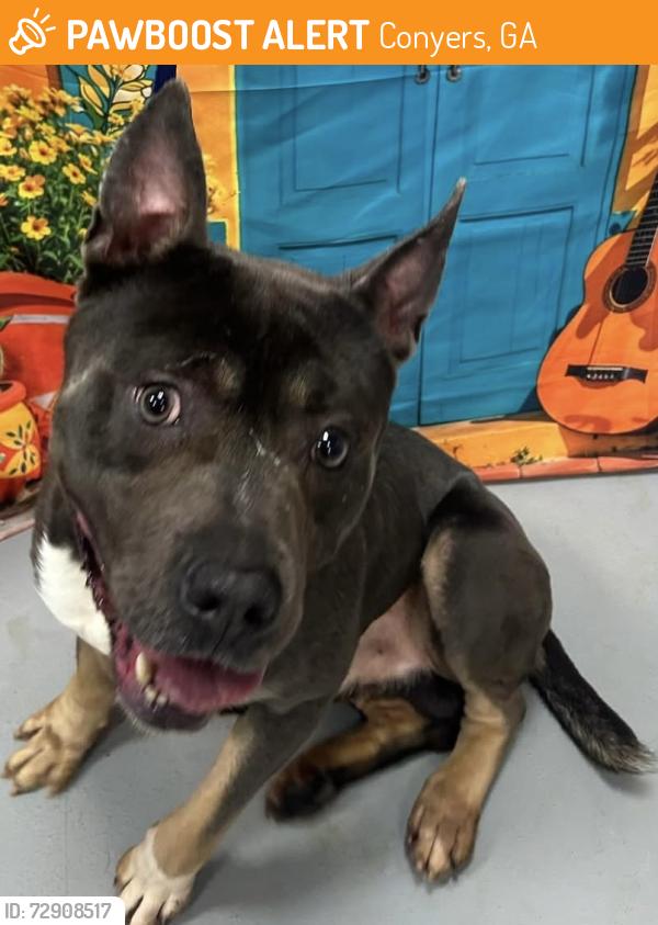Found/Stray Unknown Dog last seen Located at Rockdale County Animal Service, 1506 Rockbridge Road, Conyers, GA 30012, Conyers, GA 30012