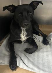 Found/Stray Unknown Dog last seen Located at Rockdale County Animal Service, 1506 Rockbridge Road, Conyers, GA 30012, Conyers, GA 30012