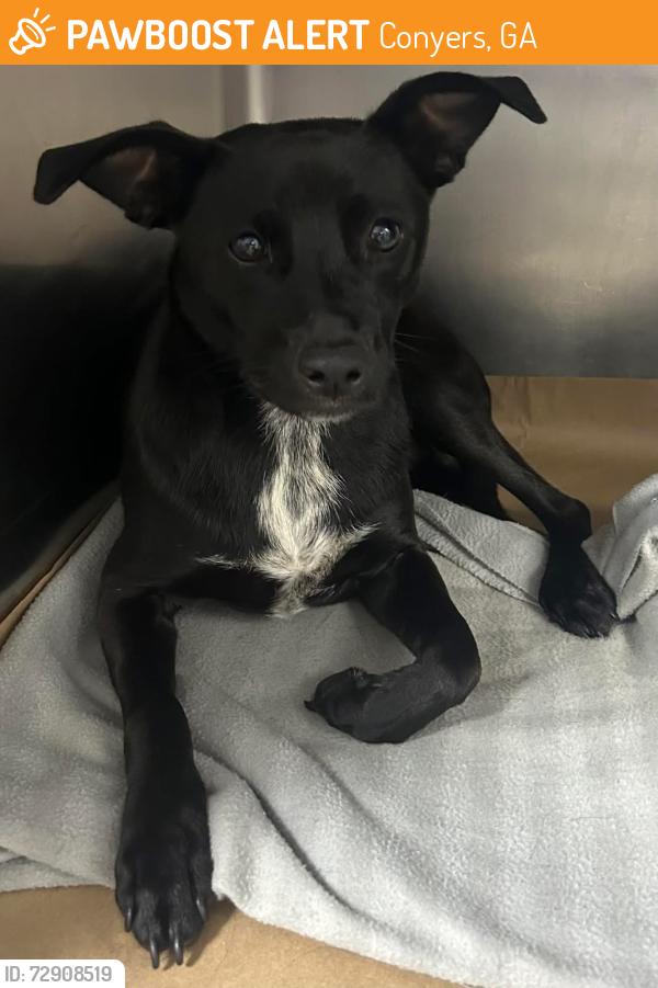 Found/Stray Unknown Dog last seen Located at Rockdale County Animal Service, 1506 Rockbridge Road, Conyers, GA 30012, Conyers, GA 30012