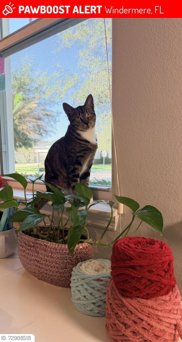 Lost Female Cat last seen Merrick Landing blvd, Windermere, FL 34786