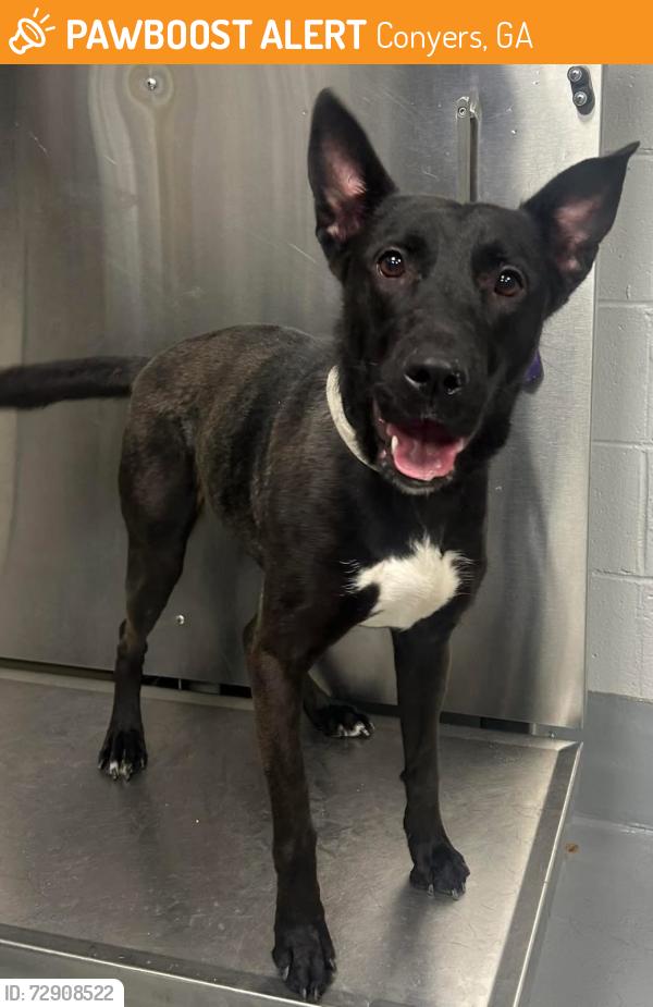Found/Stray Unknown Dog last seen Located at Rockdale County Animal Service, 1506 Rockbridge Road, Conyers, GA 30012, Conyers, GA 30012