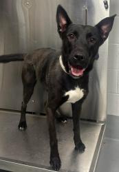 Found/Stray Unknown Dog last seen Located at Rockdale County Animal Service, 1506 Rockbridge Road, Conyers, GA 30012, Conyers, GA 30012
