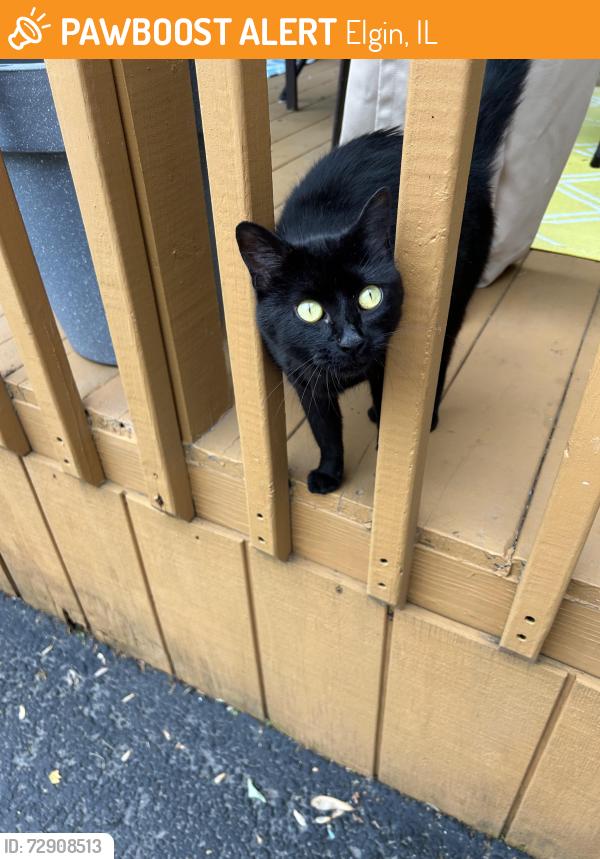 Found/Stray Unknown Cat last seen Adams St. Rt 20, Elgin, IL 60123