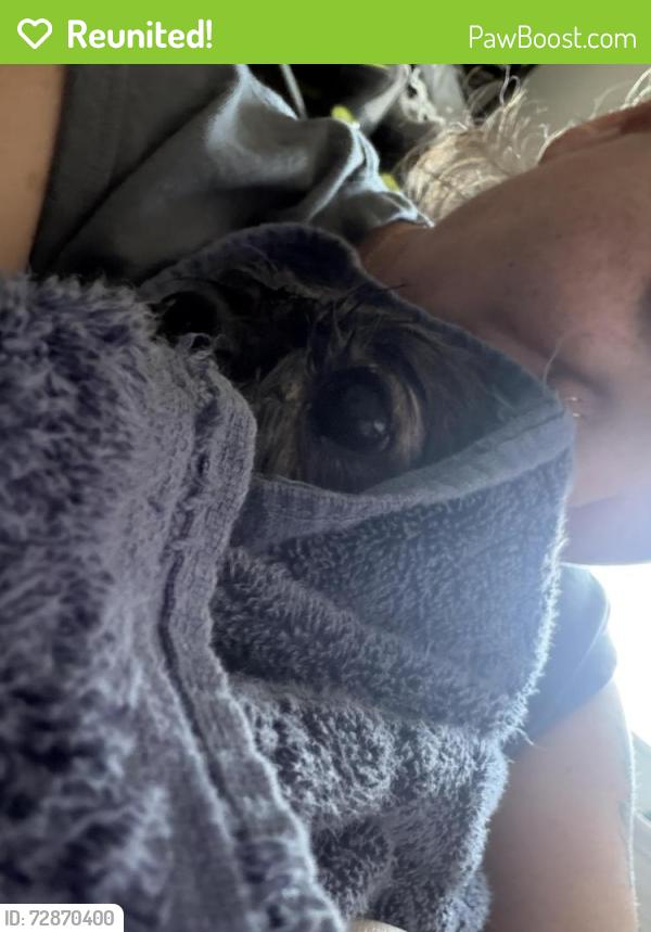 Reunited Female Dog last seen 54th Pl Bladensburg MD, Bladensburg, MD 20710