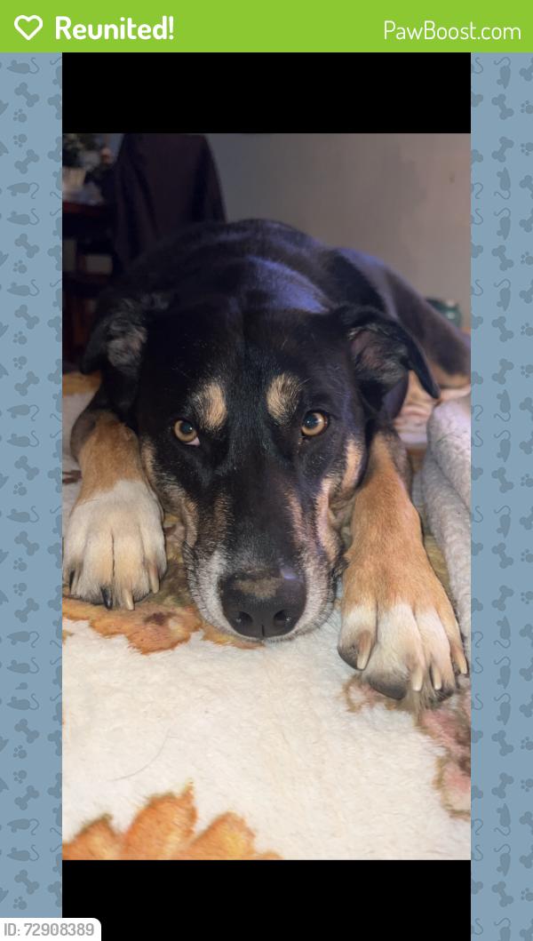 Reunited Female Dog last seen Hulmeville rd, Eddington, PA 19020