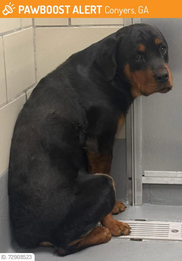 Found/Stray Unknown Dog last seen Located at Rockdale County Animal Service, 1506 Rockbridge Road, Conyers, GA 30012, Conyers, GA 30012