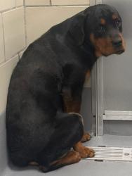 Found/Stray Unknown Dog last seen Located at Rockdale County Animal Service, 1506 Rockbridge Road, Conyers, GA 30012, Conyers, GA 30012