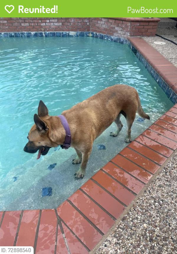 Reunited Male Dog last seen Summer Lee and Ralph Hall , Rockwall, TX 75032