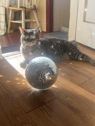 Reunited Male Cat last seen Maple & Stanley , Berwyn, IL 60402