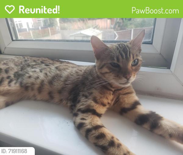 Reunited Female Cat last seen Mountain Ash Shops, Wythenshawe, England M22 1AS