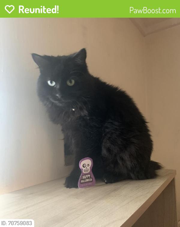 Reunited Female Cat last seen  garden , Bulwell, England NG6