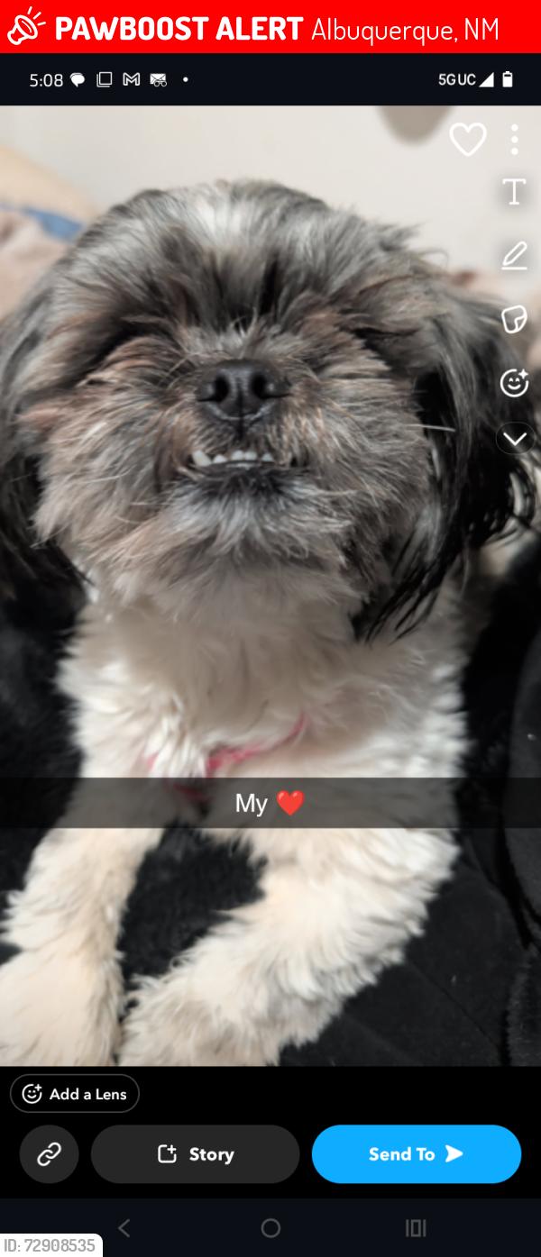 Lost Female Dog last seen Chama and copper , Albuquerque, NM 87108