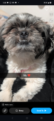 Lost Female Dog last seen Chama and copper , Albuquerque, NM 87108