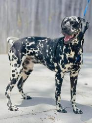 Reunited Unknown Dog last seen Located at Rockdale County Animal Service, 1506 Rockbridge Road, Conyers, GA 30012, Conyers, GA 30012