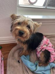 Reunited Female Dog last seen Baton Rouge blvd, Frisco, TX 75035