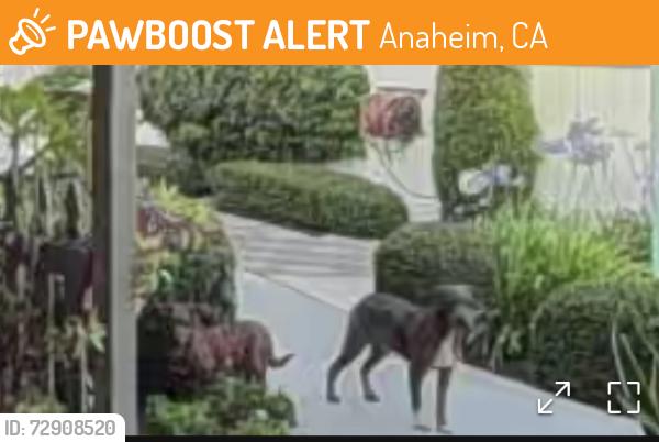 Found/Stray Unknown Dog last seen Crescent & Morgana, Anaheim, CA 92801