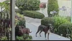 Found/Stray Unknown Dog last seen Crescent & Morgana, Anaheim, CA 92801