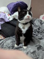 Reunited Male Cat last seen The hurstway and shepherds way , West Midlands, England B23 5XG