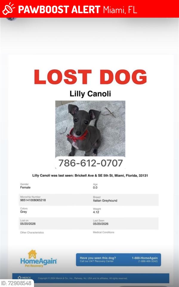 Lost Female Dog last seen Brickell, Miami, FL 33131