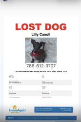 Lost Female Dog last seen Brickell, Miami, FL 33131