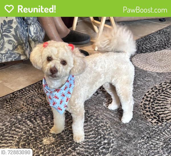 Reunited Female Dog last seen On Chapel Rock Lane between Senova Ridge Ln and Blaine Oaks Ln, Spring, TX 77386