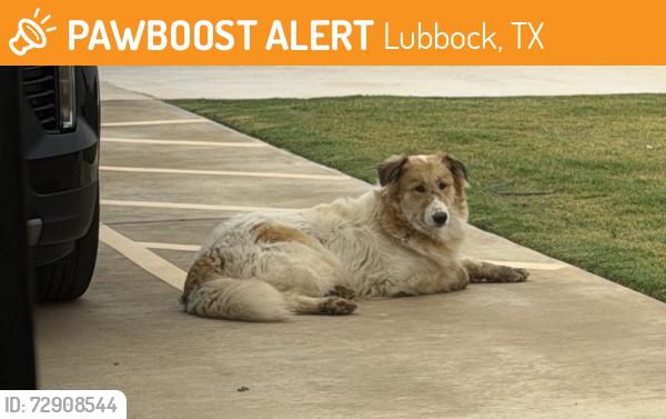 Found/Stray Unknown Dog last seen East 114th Street between MLK & the Tahoka Highway , Lubbock, TX 79404