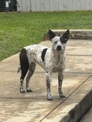 Found/Stray Female Dog last seen Ridgewood at Panther Creek apmts, The Woodlands, TX 77381
