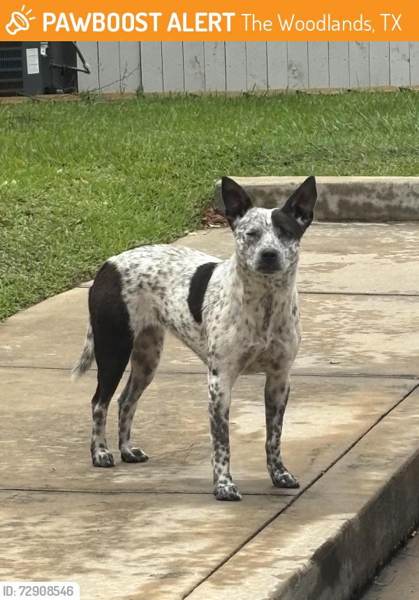 Found/Stray Female Dog last seen Ridgewood at Panther Creek apmts, The Woodlands, TX 77381