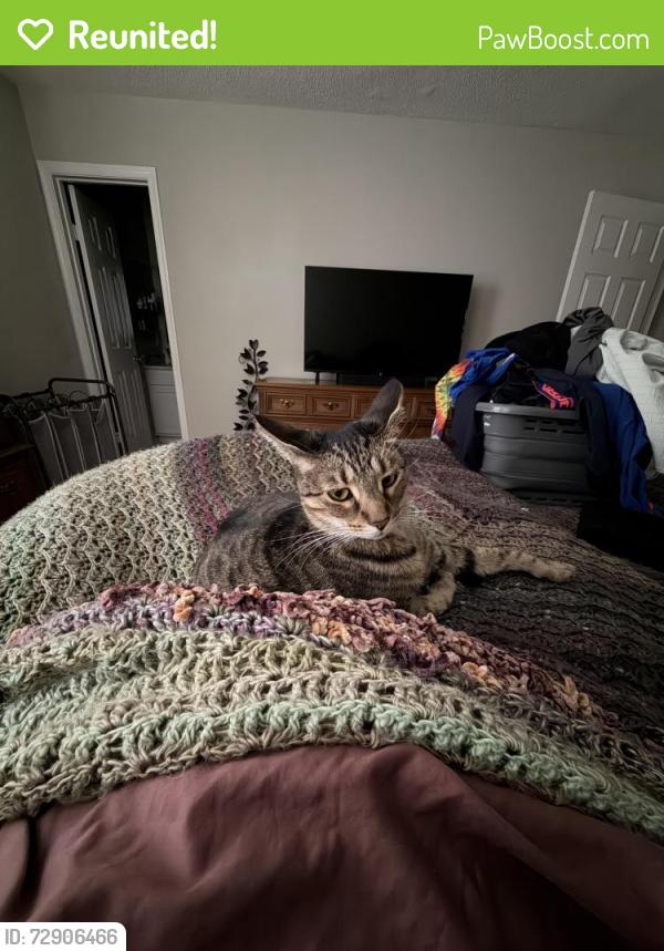 Reunited Male Cat last seen Stumpy Lake , Virginia Beach, VA 23464
